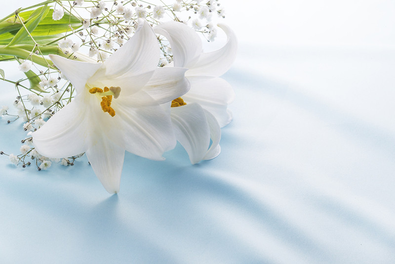 床に置かれている白い花